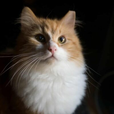 Cats For Adotion